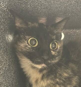 Lisa -  Domestic Short Hair Cat for Adoption in Golden, Colorado - Lisa | PetCurious