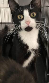 Lizzy -  Domestic Short Hair Cat for Adoption in Covington, Louisiana - Lizzy | PetCurious