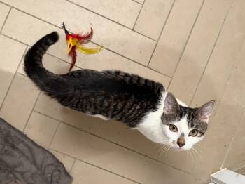 Rescue American Shorthair Cats for Adoption - Jasper | PetCurious
