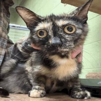 Domestic Short Hair Cats Available for Adoption in Indianapolis, Indiana - Beth | PetCurious