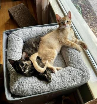 Perlah -  Domestic Short Hair Cat for Adoption in Ferndale, Michigan - Perlah | PetCurious