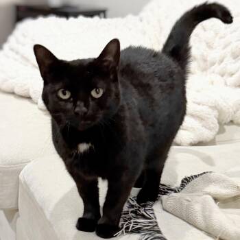 Sabrina (reduced adoption fee) -  Domestic Short Hair Cat Available for Adoption in Melrose, Massachusetts - Sabrina (reduced Adoption Fee) | PetCurious