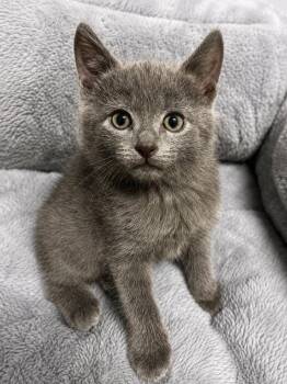 Goose -  Domestic Short Hair Cat Available for Adoption in Skyline, Minnesota - Goose | PetCurious