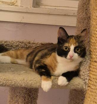 Apollonia -  Domestic Short Hair Cat for Adoption in Calverton, Maryland - Apollonia | PetCurious