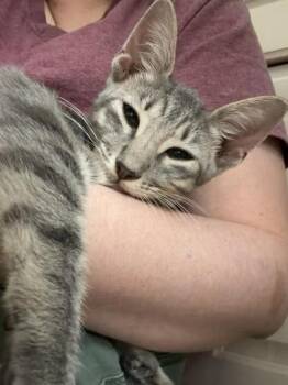 Gandalf -  Domestic Short Hair Cat for Adoption in Liverpool, Texas - Gandalf | PetCurious