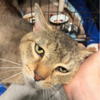 0626-100 Bruce Willis -  Domestic Short Hair Cat for Adoption in Abingdon, Maryland - 0626-100 Bruce Willis | PetCurious