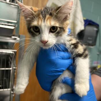 Buttercup -  Domestic Medium Hair Cat for Adoption in Walden, New York - Buttercup | PetCurious