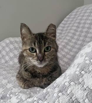 Rescue Domestic Short Hair Cats for Adoption in South Euclid, Ohio - Melody | PetCurious