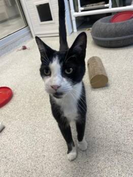 Rescue Domestic Short Hair Cats for Adoption in Cooperstown, New York - Hank | PetCurious