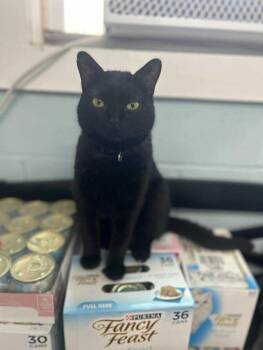 Rescue Domestic Short Hair Cats for Adoption in Warren, Ohio - Buddy | PetCurious