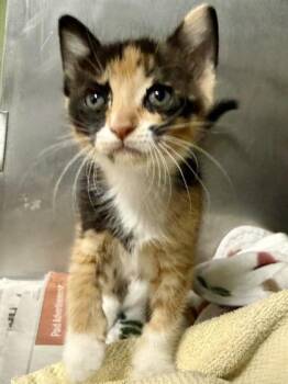 Domestic Short Hair Cats Available for Adoption in San Antonio, Texas - Albacore Tuna | PetCurious