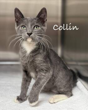 Collin -  Domestic Short Hair Cat for Adoption in Pawleys Island, South Carolina - Collin | PetCurious