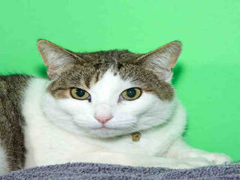 Rescue Domestic Short Hair Cats for Adoption in Alameda, California - BUBBIE | PetCurious