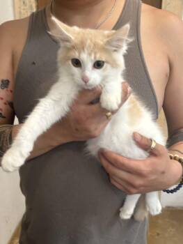 Domestic Medium Hair and Maine Coon Cats Available for Adoption in Napa, California - Sherbert | PetCurious