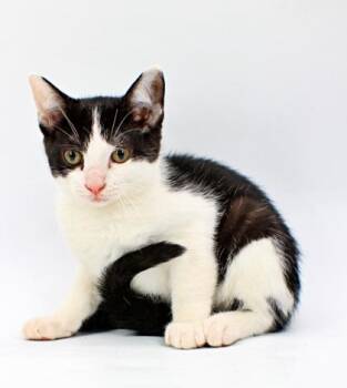 Aaron -  Domestic Short Hair Cat for Adoption in Morton Grove, Illinois - Aaron | PetCurious