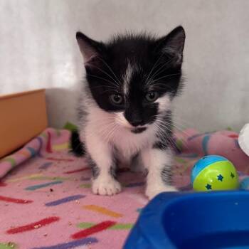 Pepper Jack @ Azalea PetSmart -  Domestic Medium Hair Cat for Adoption in Summerville, South Carolina - Pepper Jack @ Azalea PetSmart | PetCurious
