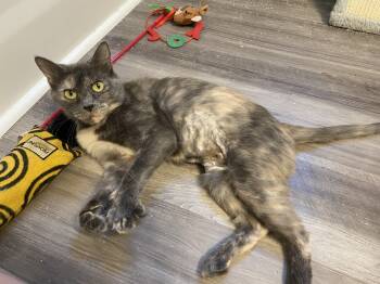 Rescue Domestic Short Hair Cats for Adoption in Greenville, South Carolina - Petunia CR | PetCurious