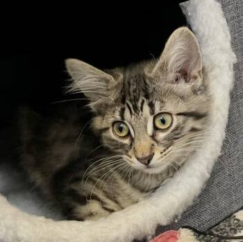 Taiter Tot -  Domestic Medium Hair Cat for Adoption in Walled Lake, Michigan - Taiter Tot | PetCurious