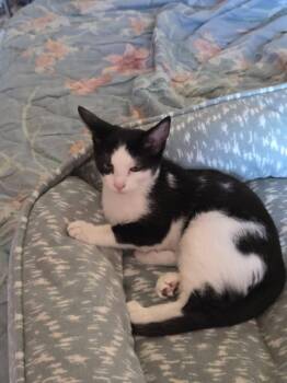 Rescue Domestic Short Hair Cats for Adoption - Pixie | PetCurious