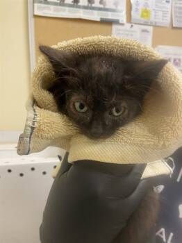 Rescue Domestic Short Hair Cats for Adoption in Fremont, California - A195495 | PetCurious