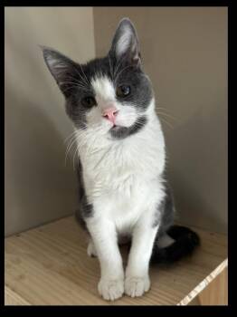 Domestic Short Hair Cats Available for Adoption - Faye | PetCurious