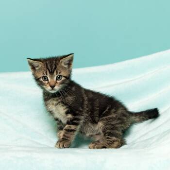 Rescue Domestic Short Hair Cats for Adoption in South Riding, Virginia - Coraline's Violet | PetCurious