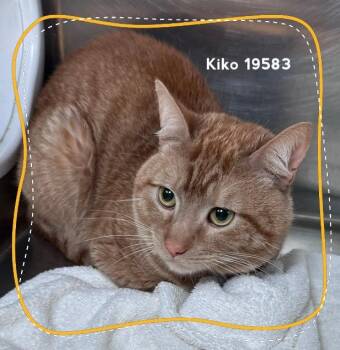 KIKO -  Domestic Short Hair Cat Available for Adoption in Marietta, Georgia - KIKO | PetCurious