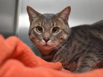Capone -  Domestic Short Hair Cat for Adoption in Portland, Oregon - Capone | PetCurious