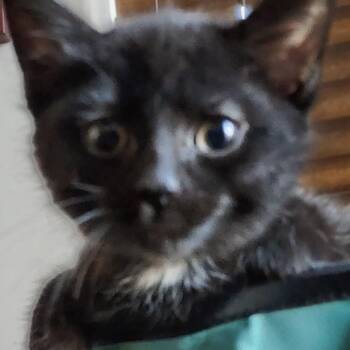 Jax -  Domestic Short Hair Cat for Adoption in Albuquerque, New Mexico - Jax | PetCurious