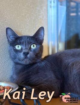 Russian Blue Cats Available for Adoption - Kai Ley | PetCurious