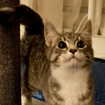 Rescue Domestic Short Hair Cats for Adoption in Inwood, West Virginia - Phantom | PetCurious