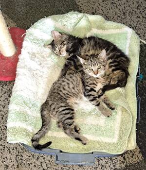 Combo Breaker -  Domestic Short Hair Cat for Adoption in Cincinnati, Ohio - Combo Breaker | PetCurious
