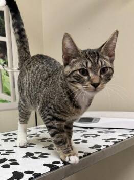 Koda -  Domestic Short Hair Cat for Adoption in Lancaster, Pennsylvania - Koda | PetCurious