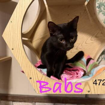 Babs 4727 -  Domestic Short Hair Cat for Adoption in Sequatchie, Tennessee - Babs 4727 | PetCurious