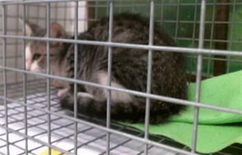 A2092849 -  Domestic Short Hair Cat for Adoption in Houston, Texas - A2092849 | PetCurious