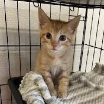 Whiskey Lee -  Domestic Short Hair Cat for Adoption in Buellton, California - Whiskey Lee | PetCurious