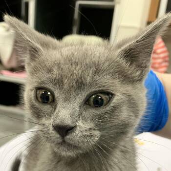 Fae -  Domestic Short Hair Cat for Adoption in Las Cruces, New Mexico - Fae | PetCurious
