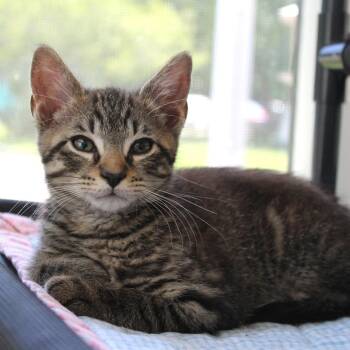 Huckleberry -  Domestic Short Hair Cat for Adoption in Gloucester, Virginia - Huckleberry | PetCurious
