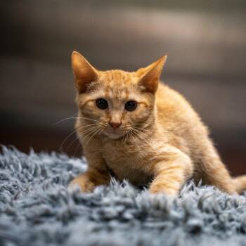 Victor Van Dort -  Domestic Short Hair Cat Available for Adoption in Gainesville, Georgia - Victor Van Dort | PetCurious