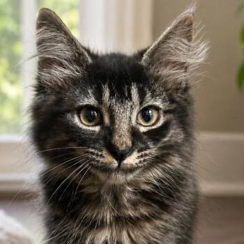 Tut Tut -  Domestic Medium Hair Cat for Adoption in Westhampton, New York - Tut Tut | PetCurious