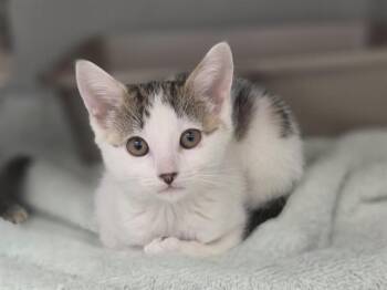 NYMERIA -  Domestic Short Hair Cat for Adoption in Salinas, California - NYMERIA | PetCurious