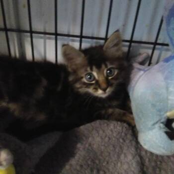 Kane -  Domestic Long Hair Cat for Adoption in PORT WENTWRTH, Georgia - Kane | PetCurious