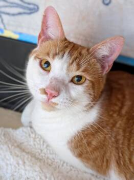 Toby -  Domestic Short Hair and Tiger Cat for Adoption in Sanford, Florida - Toby | PetCurious