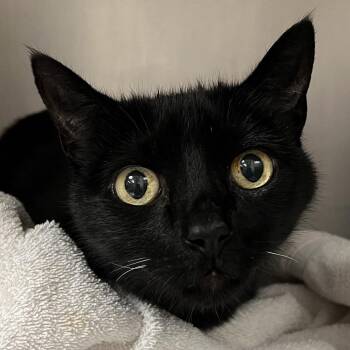 Domestic Short Hair Cats Available for Adoption - Itachi | PetCurious