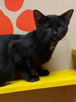 Hermes -  Domestic Short Hair Cat for Adoption in Maryville, Missouri - Hermes | PetCurious