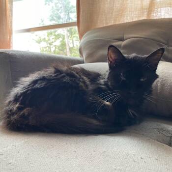 Dolly Parton -  Norwegian Forest Cat and Bombay Cat for Adoption in Mount Vernon, Illinois - Dolly Parton | PetCurious