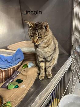 Rescue Tabby Cats for Adoption in Ludington, Michigan - Lincoln | PetCurious