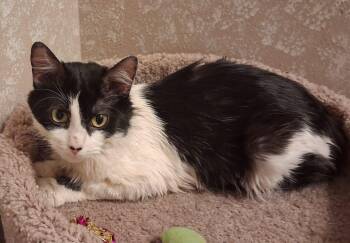 Domestic Medium Hair Cats Available for Adoption - Dallas.  Mom Of Austin | PetCurious