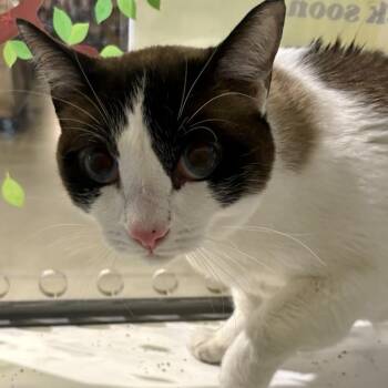 Domestic Short Hair Cats Available for Adoption in Temecula, California - Ozzie | PetCurious