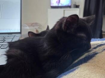 Domestic Short Hair Cats Available for Adoption - Timothy (collier Jaune) | PetCurious